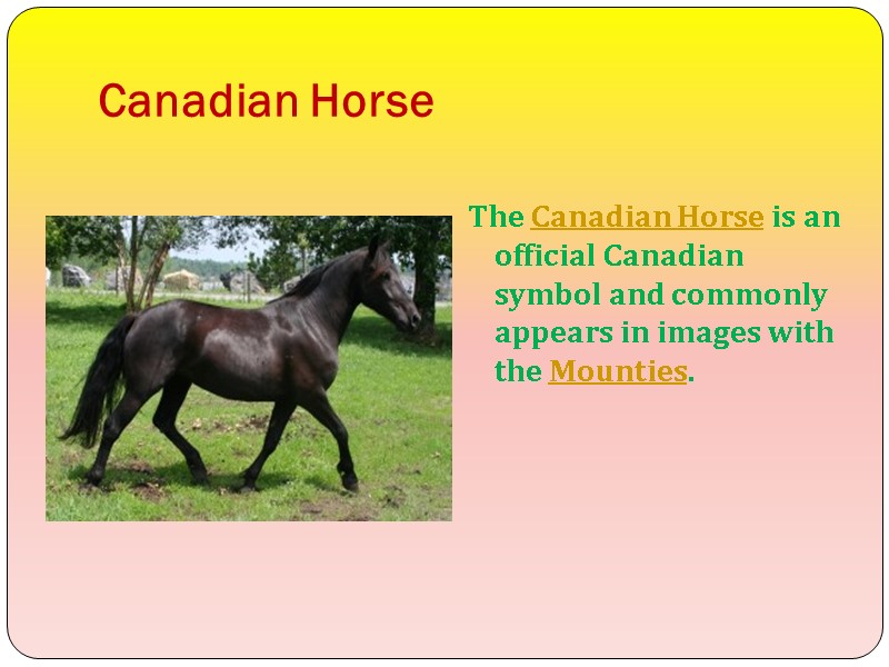 Canadian Horse  The Canadian Horse is an official Canadian symbol and commonly appears